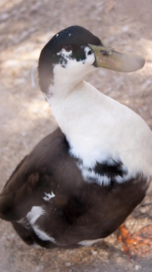 common eider duck