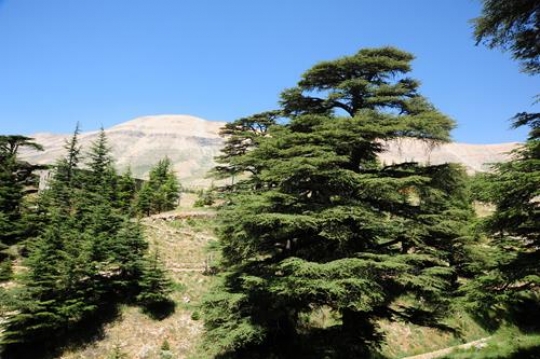 Cedars of Lebanon - Bcharre