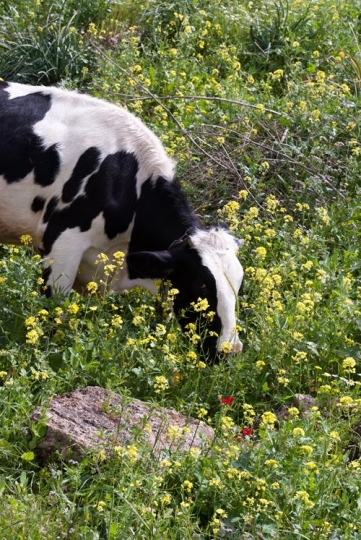 cow grazing in fresh pastures