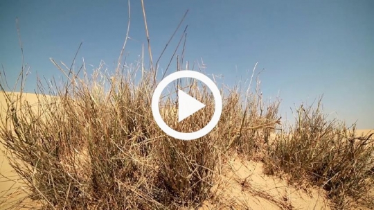 Cruising in the desert