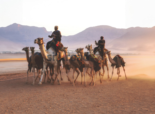 Camel Riders Journeying Through the Wadi Rum Desert at Sunrise