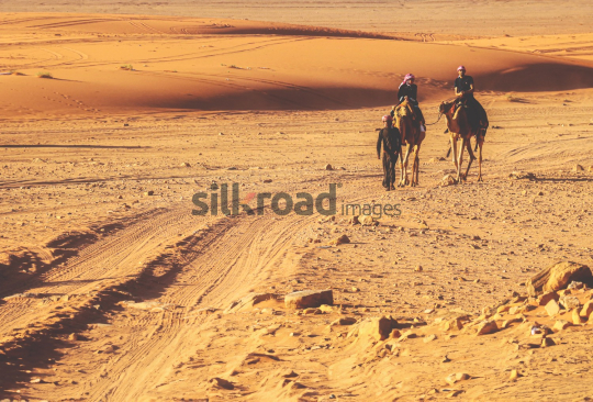 Camels and Tourists in the Wadi Rum Desert of Jordan