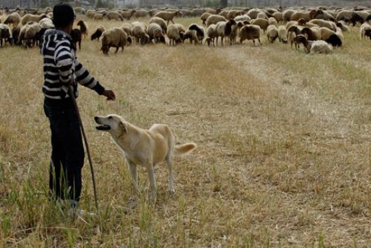 shepherd and dog with sheep on