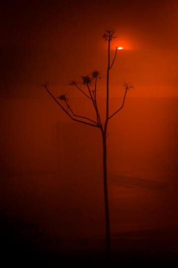 lonely tree at sunset