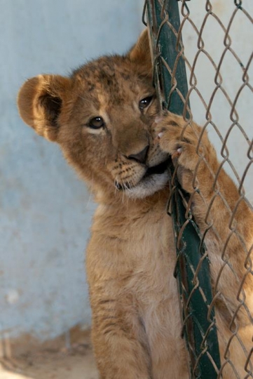 tiger in a wildlife reserve
