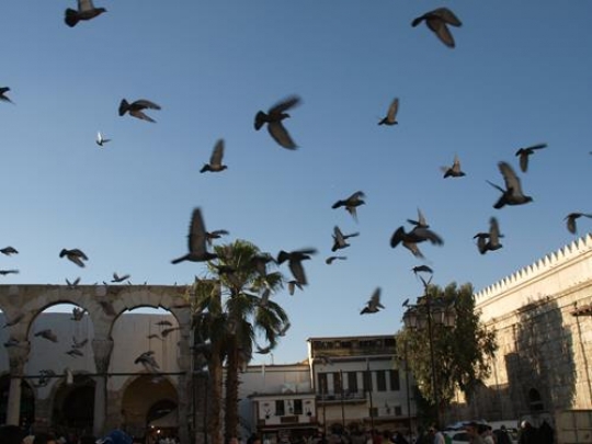 pigeons flying in front of a house