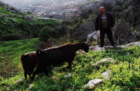 goats in meadow at iraq alameer in jordan