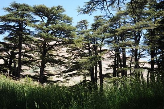 Cedars of Lebanon - Bcharre