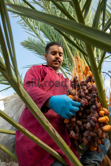 Date Harvest (49)