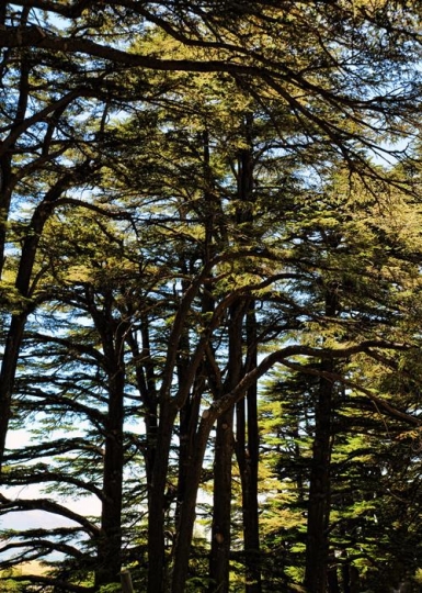 Cedars of Lebanon - Bcharre