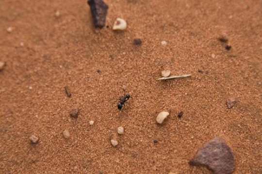 Black ants in desert near an anthill