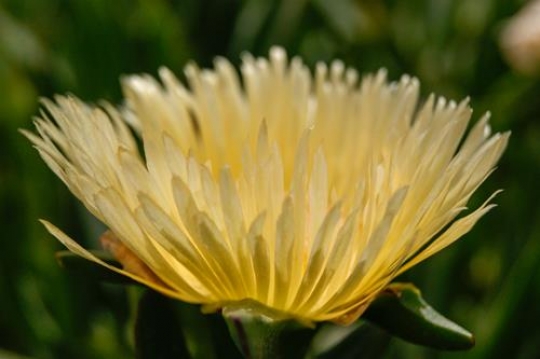 close up image of desert flower