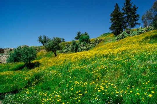 umm qais,gadara city north-west of Jordan