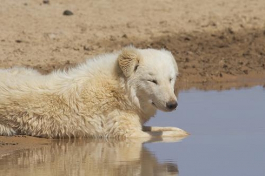 White sheepdog sitting next to water