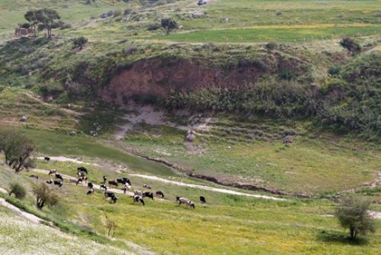 herd of cows grazing in meadow