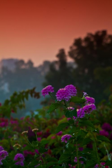 purple flowers in a forst