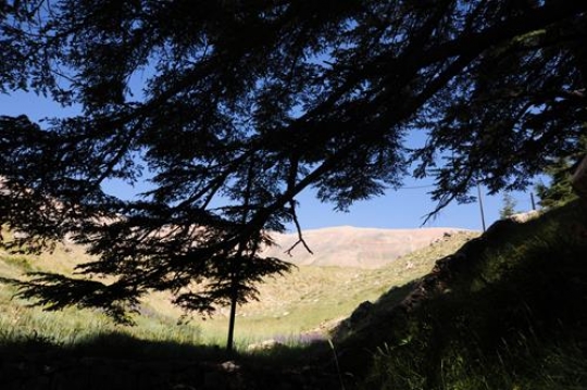 Cedars of Lebanon - Bcharre
