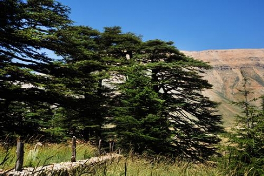 Cedars of Lebanon - Bcharre