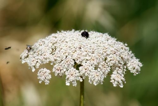close up of a wild flower