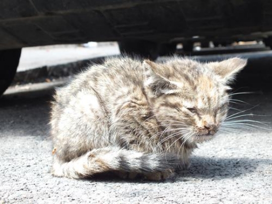 kitten on the street