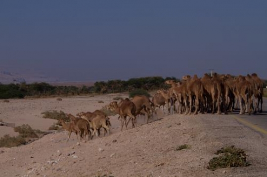 herd of camels