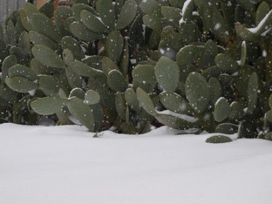 snow cactus