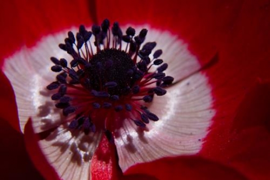 macro square image of a red anemone