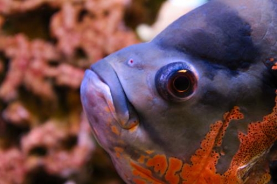 fish close up