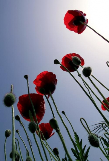spring flowers against a blue sky