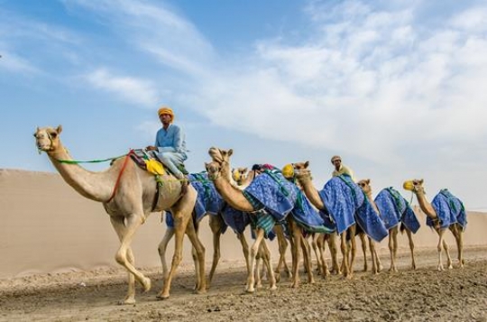 camel caravan going through the sand dunes in the desert