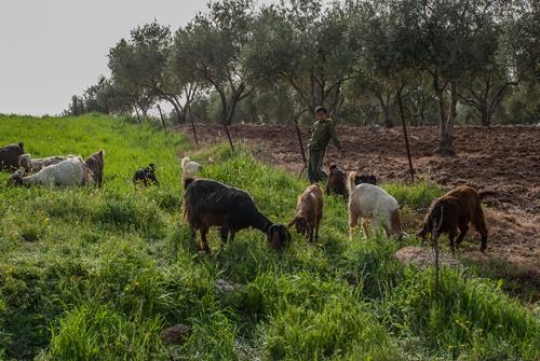 shepherd boy with sheep in mea