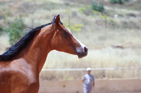 closeup of a brown horse