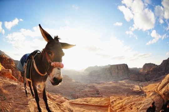 donkey in wadi rum,jordan