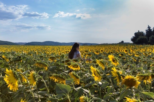 A Young Turkish Woman in Sunflower Field in Assos Turkey