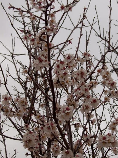 almond tree