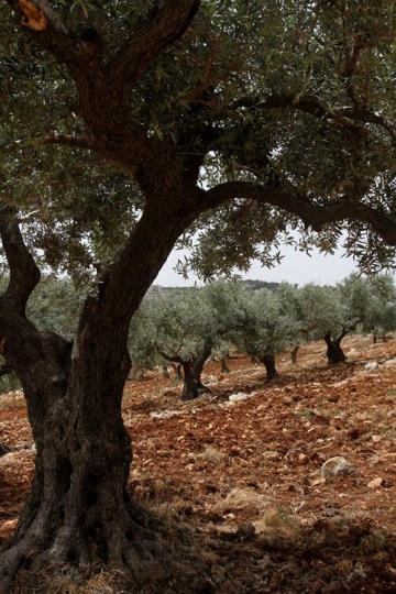 Olive field