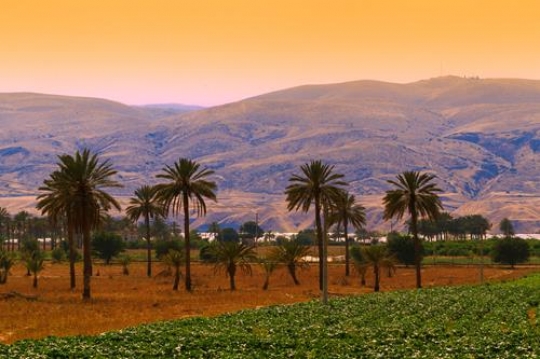 Palm Trees Farm, Jordan Valley