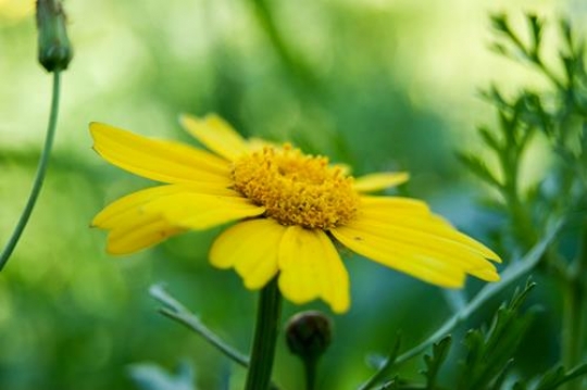 yellow chamomile flower