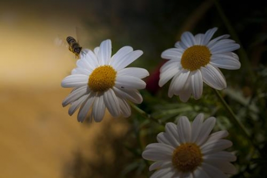 flowers close up with a bee