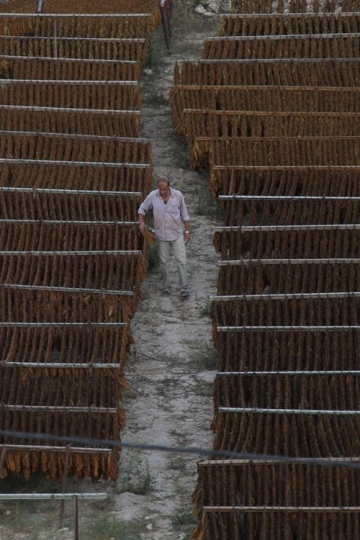 tobacco leaves hung up to dry