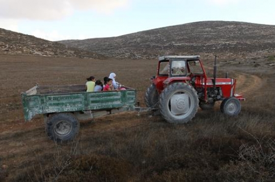 Harvest season in Palestine