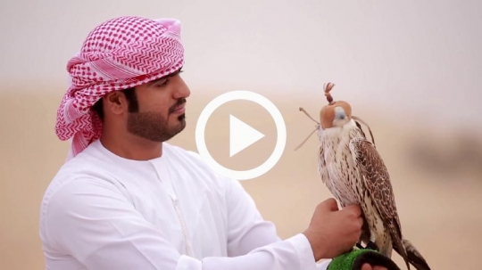 Emirati man caressing falcon