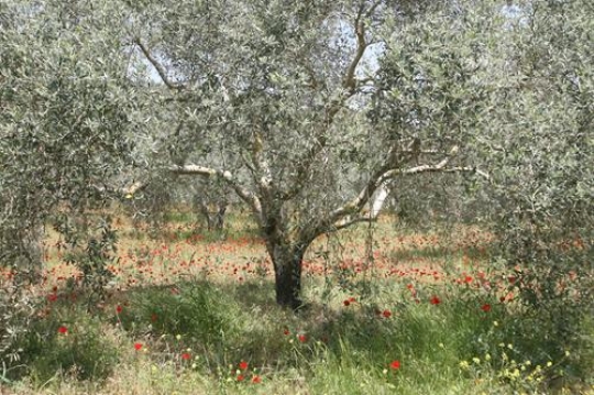 olive trees