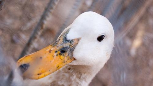 close-up image for a white duck