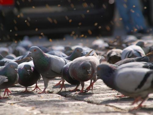 pigeons in a park
