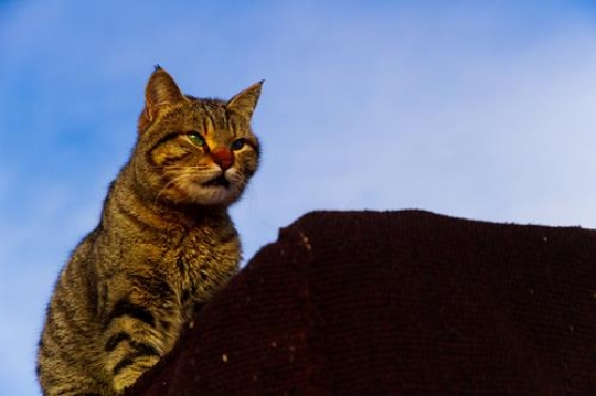 Azraq Wetland Reserve