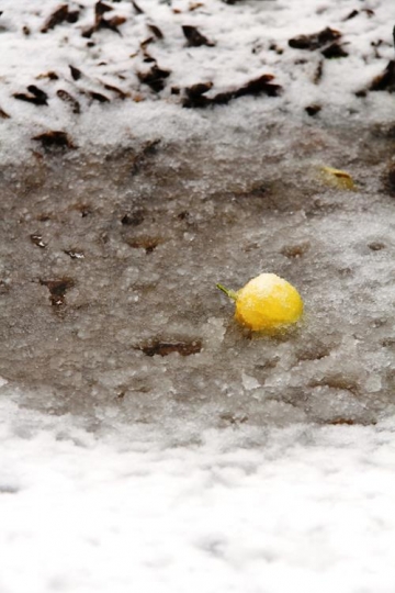 Lemon in Snow