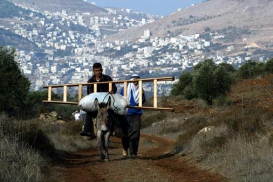olive harvest season in palestine