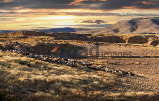 Golden Sunset Over Hills with Herd of Sheep in Amman and Zarqa