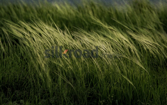 Green Field and Light - Nature Photography